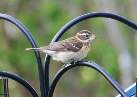 Rose-breasted Grosbeak (F), Webster © Peggy Mabb May 9, 2023