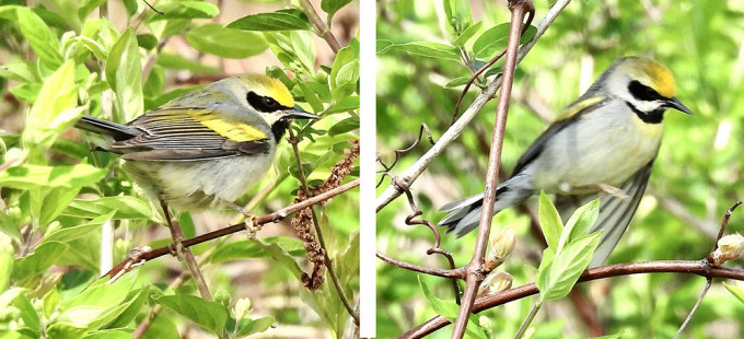 Golden-winged x Blue-winged Warbler (hybrid), Braddock Bay West Spit © Candace Giles May 11, 2023
