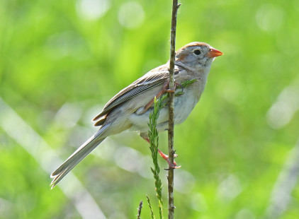 Field Sparrow, Oatka Creek Park © Dick Horsey May 11, 2023