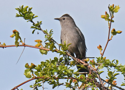 Gray Catbird, Oatka Creek Park © Dick Horsey May 11, 2023