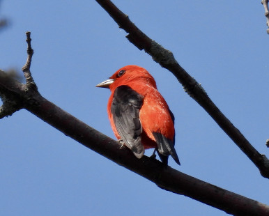 Scarlet Tanager, Manitou Beach Preserve © Candace Giles May 12, 2023