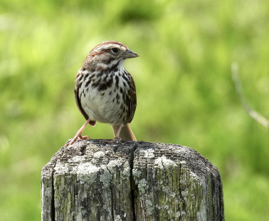 Song Sparrow, King's Bend Park © Eunice Thein May 9, 2023