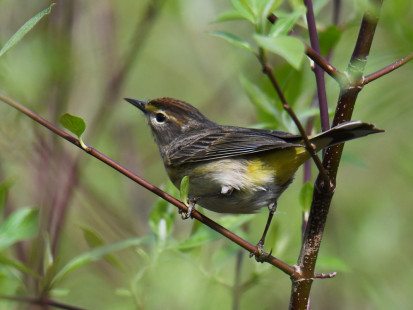 Palm Warbler, Firehouse Woods © Dick Horsey May 13, 2023
