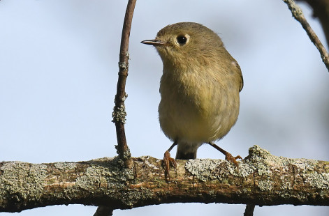 Ruby-crowned Kinglet, Firehouse Woods © Dick Horsey May 13, 2023
