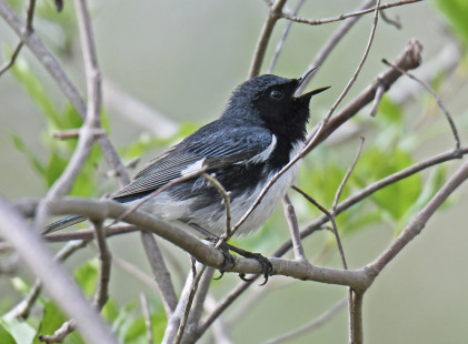 Black-throated Blue Warbler, Firehouse Woods © Dick Horsey May 13, 2023