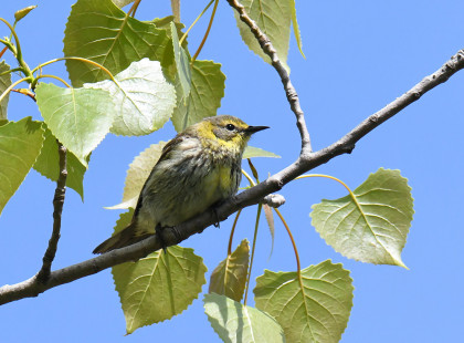 Cape May Warbler (F), Firehouse Woods © Dick Horsey May 13, 2023