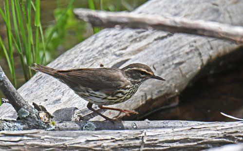 Northern Waterthrush, Lakeview Community Church Trail © Dick Horsey May 13, 2023