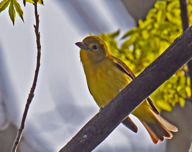 Scarlet Tanager (F), Firehouse Woods © Dick Horsey May 13, 2023