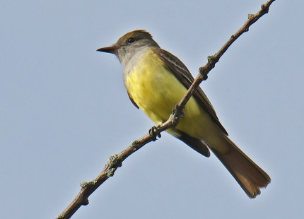 Great Crested Flycatcher, Firehouse Woods © Dick Horsey May 13, 2023
