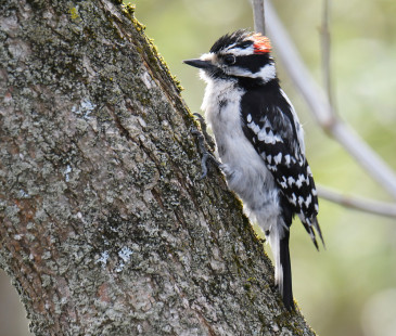 Downy Woodpecker, Firehouse Woods © Dick Horsey May 13, 2023