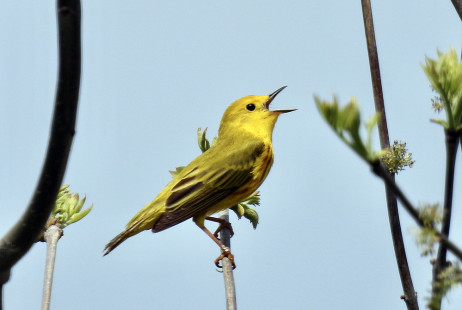 Yellow Warbler, Braddock Bay Park © Candace Giles May 12, 2023