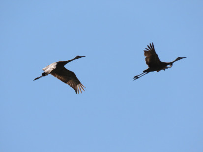 Sandhill Crane, Braddock Bay Hawk Watch © Ann McMican May 10, 2023