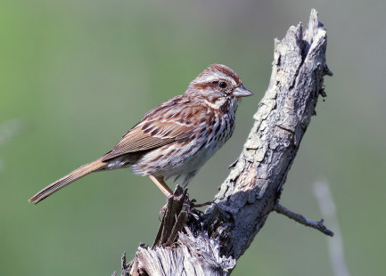 Song Sparrow, Oatka Creek Park © Alan Bloom May 14, 2023
