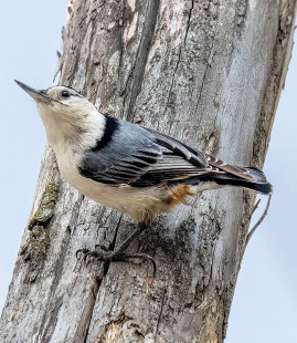 White-breasted Nuthatch, Tinker Nature Park © David Laiacona May 9, 2023