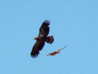 Golden Eagle, Braddock Bay Hawk Watch © Ann McMican May 10, 2023