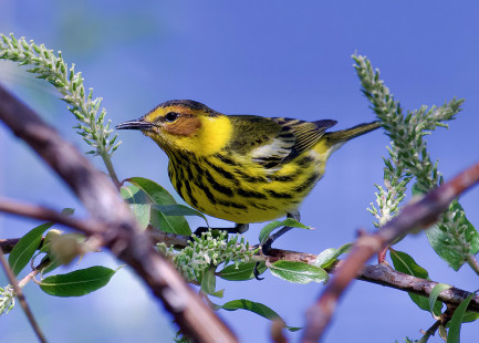 Cape May Warbler, Braddock Bay West Spit © Alan Bloom May 12, 2023