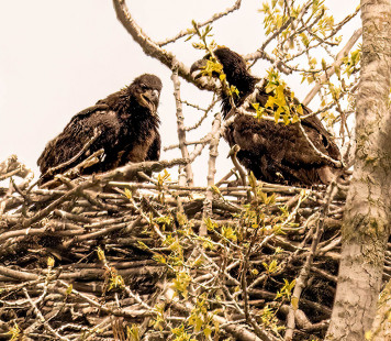 Bald Eagle (juv), Mumford © David Laiacona May 7, 2023