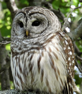 Barred Owl, location withheld © Eunice Thein May 14, 2023