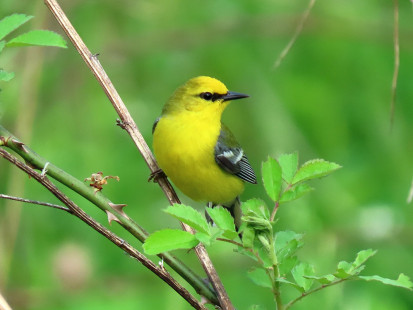 Blue-winged Warbler, Letchworth State Park © Ann McMican May 13, 2023