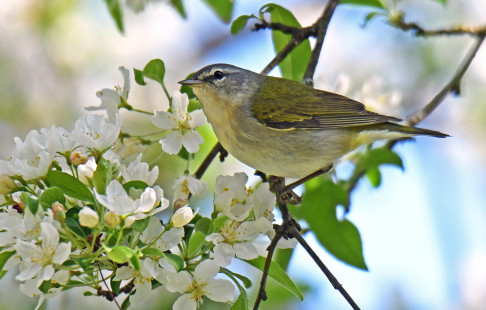 Tennessee Warbler, Durand Eastman Park © Dick Horsey May 15, 2023