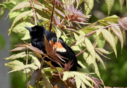 Red-winged Blackbird, Irondequoit Bay Park West © Eunice Thein May 18, 2023