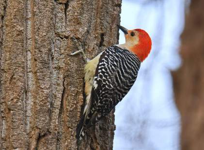 Red-bellied Woodpecker, Lakeview Community Church Trail © Dick Horsey May 17, 2023
