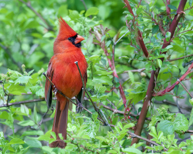Northern Cardinal, Mendon Ponds Park © Alan Bloom May 17, 2023