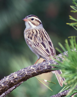 Clay-colored Sparrow, Hamlin © Alan Bloom May 15, 2023