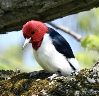 Red-headed Woodpecker, Hamlin Beach State Park © Candace Giles May 17, 2023
