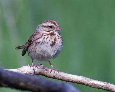 Song Sparrow, Oatka Creek Park © Alan Bloom May 17, 2023