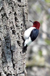 Red-headed Woodpecker, Hamlin Beach State Park © Candace Giles May 17, 2023