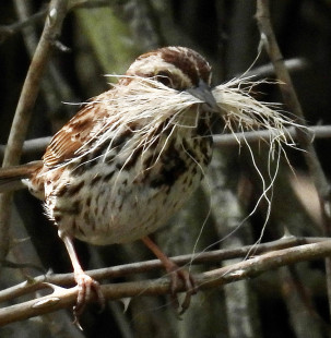 Song Sparrow, Sherry Pond © Eunice Thein May 19, 2023