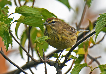 Palm Warbler, Lakeview Community Church Trail © Dick Horsey May 17, 2023