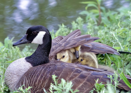 Canada Goose, Ellison Park © Alan Bloom May 18, 2023