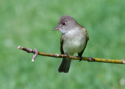 Willow Flycatcher, Sherry Pond © Alan Bloom May 22, 2023