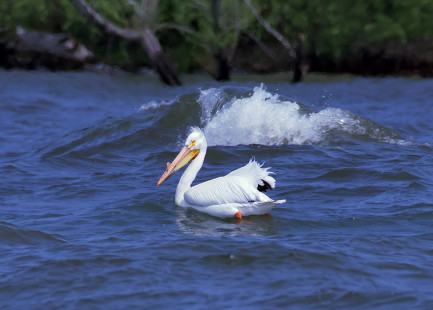 American White Pelican, Braddock Bay East Spit © Alan Bloom May 22, 2023