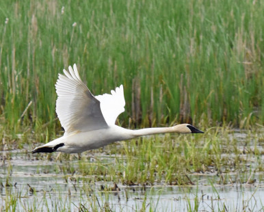Trumpeter Swan, Iroquois NWR © Barbara Smith May 19, 2023