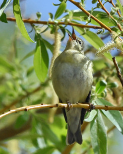 Tennessee Warbler, Lakeview Community Church Trail © Barbara Smith May 18, 2023