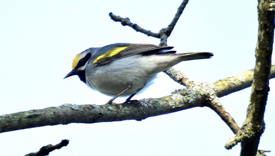 Golden-winged Warbler, Whiting Rd Nature Preserve © Candace Giles May 21, 2023