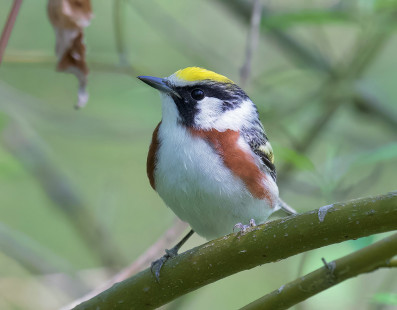 Chestnut-sided Warbler, Firehouse Woods © Alan Bloom May 21, 2023