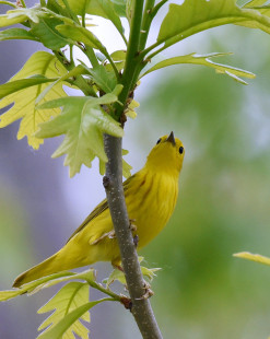 Yellow Warbler, Iroquois NWR © Barbara Smith May 19, 2023