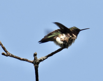Ruby-throated Hummingbird, Lakeview Community Church Trail © Eunice Thein May 22, 2023