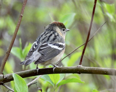 Bay-breasted Warbler, Firehouse Woods © Candace Giles May 19, 2023