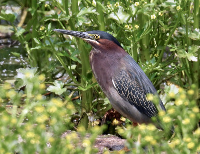 Green Heron, Whiting Rd Nature Preserve © Eunice Thein May 22, 2023