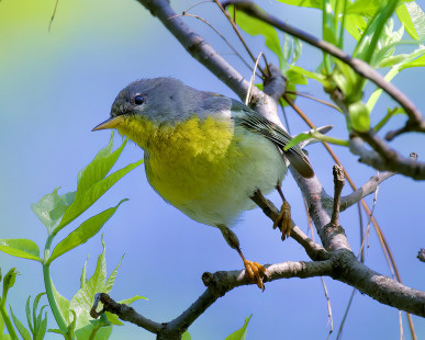Northern Parula (F), Firehouse Woods © Alan Bloom May 21, 2023