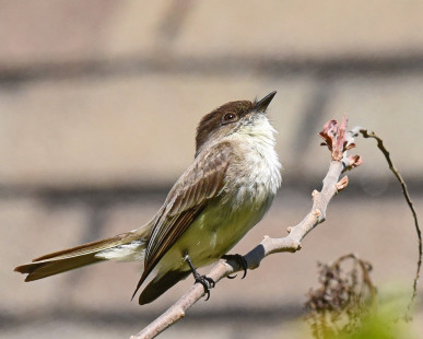 Eastern Phoebe, Letchworth State Park © Barbara Smith May 15, 2023