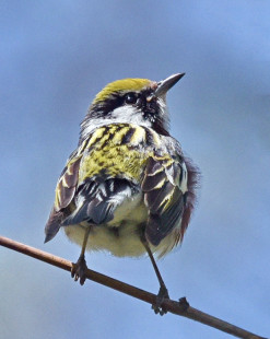 Chestnut-sided Warbler, Lakeview Community Church Trail © Barbara Smith May 18, 2023