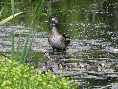 Wood Duck, Whiting Rd Nature Preserve © Eunice Thein May 22, 2023