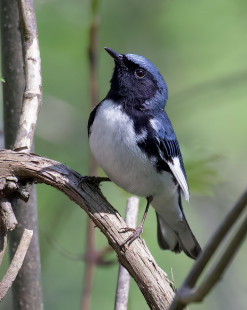 Black-throated Blue Warbler, Firehouse Woods © Alan Bloom May 21, 2023