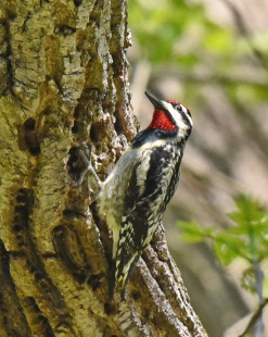 Yellow-bellied Sapsucker, Letchworth State Park © Barbara Smith May 15, 2023